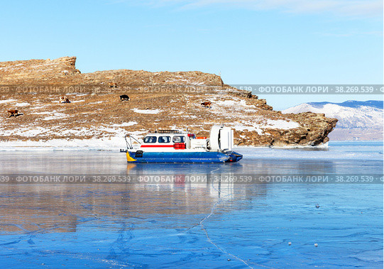Frozen Baikal Lake. The Hivus hovercraft transports tourists across the Olkhon Gate Strait from Olkhon Island to the village of Sakhyurta. Cows graze on a coastal hill on a sunny cold day. Winter travel. Стоковое фото, фотограф Виктория Катьянова / Фотобанк Лори