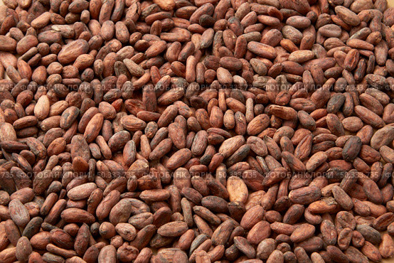 Full frame background of unpeeled raw organic beans in abundance of Theobroma cacao tree. Heap of dried organic cocoa beans. Стоковое фото, агентство Ingram Publishing / Фотобанк Лори