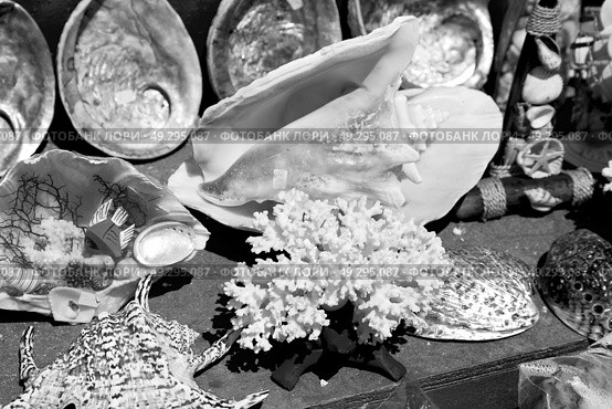 full in market old table shell and sealife in sale. Стоковое фото, агентство Ingram Publishing / Фотобанк Лори