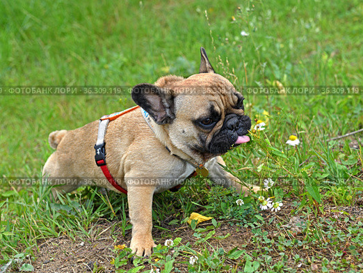 Funny French bulldog puppy reaches for chamomiles. Стоковое фото, фотограф Валерия Попова / Фотобанк Лори