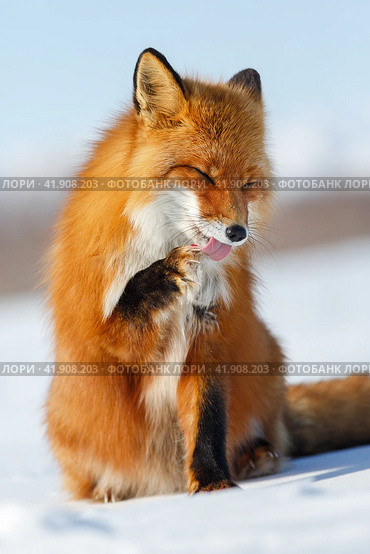 Funny red fox licks his paw with his tongue. A beautiful wild animal in its natural habitat on the tundra in the Arctic. Wildlife of Chukotka and Siberia. Far North of Russia. Red fox (Vulpes vulpes). Стоковое фото, фотограф Андрей Степанов / Фотобанк Лори