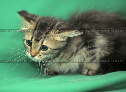 Furry beautiful frightened kitten on a green background. Стоковое фото, фотограф Анна Кривицкая / Фотобанк Лори