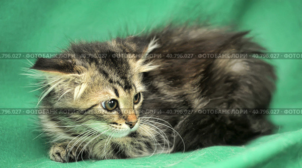 Furry beautiful frightened kitten on a green background. Стоковое фото, фотограф Анна Кривицкая / Фотобанк Лори