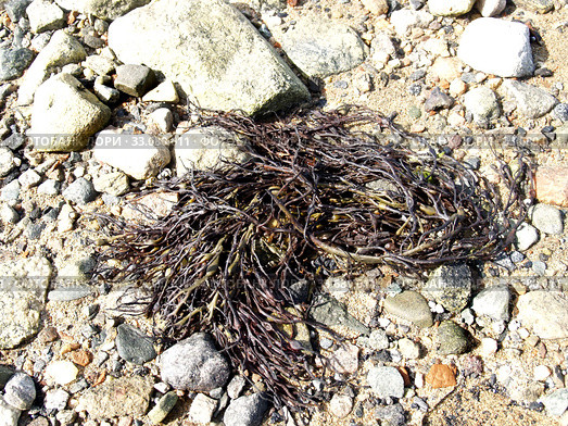 Фурцеллярия равновершинная (Furcellaria lumbricalis) на каменистом берегу Белого моря. Стоковое фото, фотограф Ирина Борсученко / Фотобанк Лори
