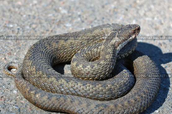 Гадюка обыкновенная (Vipera berus) Стоковое фото, фотограф Александр Тарасенков / Фотобанк Лори