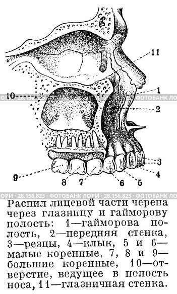 Гайморова полость. Стоковая иллюстрация, иллюстратор Макаров Алексей / Фотобанк Лори