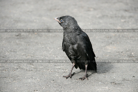 Галчонок (Галка, Coloeus monedula, syn. Corvus monedula) Стоковое фото, фотограф Щеголева Ольга / Фотобанк Лори