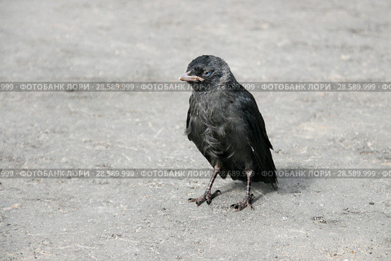 Галчонок, слеток (Галка, Coloeus monedula, syn. Corvus monedula) Стоковое фото, фотограф Щеголева Ольга / Фотобанк Лори