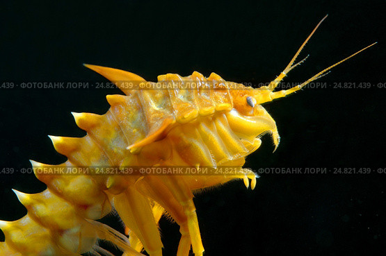 Гаммарус (Eulimnogammarus Тритон), озеро Байкал. Стоковое фото, фотограф Некрасов Андрей / Фотобанк Лори