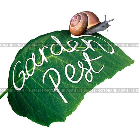 Garden pest symbol and gardening problem as a snail eating and destroying a green leaf with an eaten chewed hole with a  message of pests in agriculture and vermin destruction to plants. Стоковое фото, агентство Ingram Publishing / Фотобанк Лори