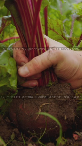 Gardener grabs ripe beetroot in garden by tops and pulls it out of the ground with a gentle movement, shaking off the earth. Стоковое видео, видеограф Strunov David / Фотобанк Лори