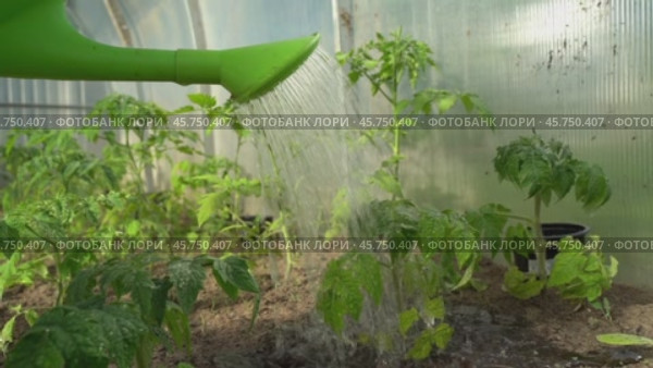 Gardener watering crops in greenhouse. Стоковое видео, видеограф Igor Skripachev / Фотобанк Лори