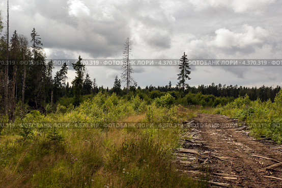 Гать. Стоковое фото, фотограф Александр Степанов / Фотобанк Лори