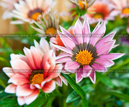 Гацания (Gazania) Стоковое фото, фотограф E. O. / Фотобанк Лори