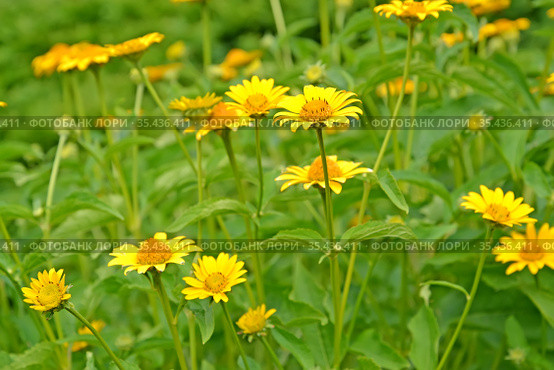 Гелиопсис шероховатый (Heliopsis helianthoides ssp. scabra (Dun.) Fisch.). Желтые цветы. Стоковое фото, фотограф Ирина Борсученко / Фотобанк Лори