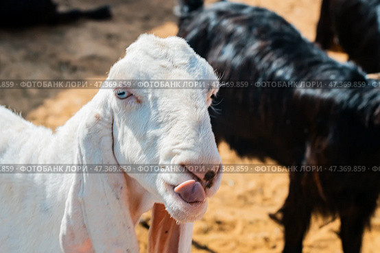General view of a goat with the placenta still hanging, cleaning its newborn calf in the sahara desert, Merzouga. Стоковое фото, фотограф Feruza Tashmetova / Фотобанк Лори