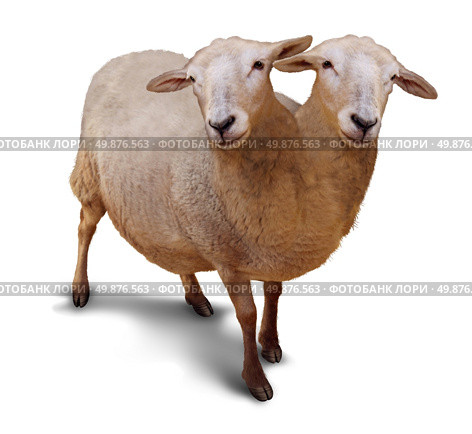 Genetic disorder and abnormality in biological DNA sequence with a farm sheep as a conjoined twin joined together in utero as a scientific and medical concept of a new breed of animal on a white background. Стоковое фото, агентство Ingram Publishing / Фотобанк Лори