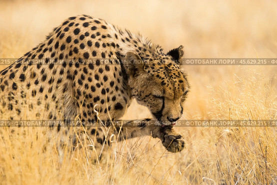 Гепард (Acinonyx jubatus) лижет лапу сидя в сухой жёлтой траве, портрет крупным планом. Стоковое фото, фотограф Анна Ефимова / Фотобанк Лори