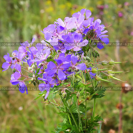 Герань лесная (Geranium sylvaticum) — вид многолетних, травянистых растений рода Герань (Geranium) семейства Гераниевые (Geraniaceae) Стоковое фото, фотограф Евгений Мухортов / Фотобанк Лори