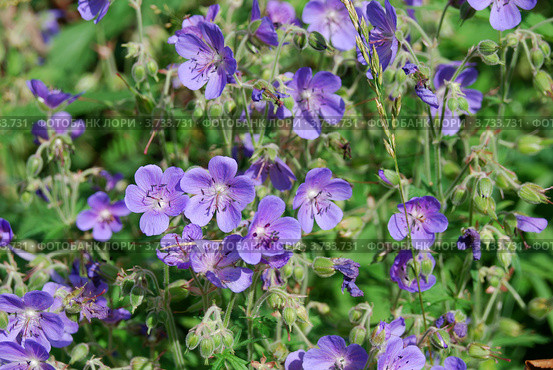 Герань луговая, или Журавельник луговой (Geranium pratense) Стоковое фото, фотограф Анна Омельченко / Фотобанк Лори