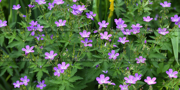 Geranium sylvaticum, wood cranesbill or woodland geranium, species of hardy flowering plant in family Geraniaceae. Стоковое фото, фотограф Валерия Попова / Фотобанк Лори