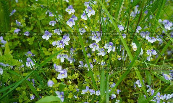 Germander speedwells (Veronica chamaedrys) bloom in the garden. Стоковое фото, фотограф Ирина Старикова / Фотобанк Лори