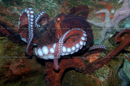 Giant Pacific octopus (Enteroctopus dofleini). VW Pics/Stocktrek Images/TASS. Стоковое фото, агентство ТАСС / Фотобанк Лори