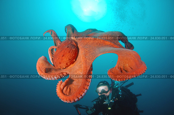 Giant Pacific octopus or North Pacific giant octopus (Enteroctopus dofleini) Japan sea, Far East, Primorsky Krai, Russian Federation (2012 год). Редакционное фото, фотограф Некрасов Андрей / Фотобанк Лори