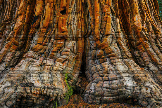 Giant sequoia redwood tree showing impressive textured bark and buttress roots. Стоковое AI-изображение, AI-художник Иван Рябоконь / Фотобанк Лори