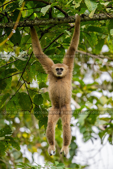 Gibbon hanging from treetop . Стоковое фото, агентство Ingram Publishing / Фотобанк Лори