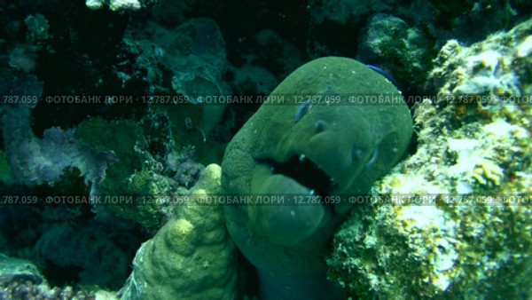 Гигантская мурена (Gymnothorax javanicus) прячется в коралловом рифе, Красное море, Марса-эль-Алам, бухта Абу-Дабаб, Египет. Стоковое видео, видеограф Некрасов Андрей / Фотобанк Лори