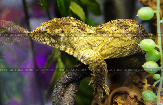 Гигантский Геккон -бананоед (New Caledonian Giant Gecko) Стоковое фото, фотограф Галина Савина / Фотобанк Лори