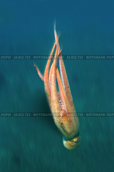 Гигантский тихоокеанский осьминог  (Enteroctopus dofleini), Японское море. Стоковое фото, фотограф Некрасов Андрей / Фотобанк Лори