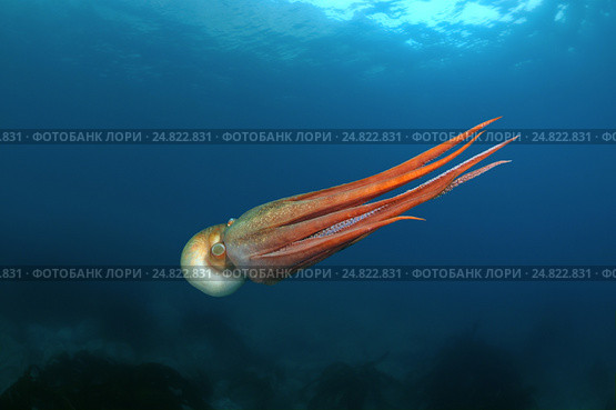 Гигантский тихоокеанский осьминог  (Enteroctopus dofleini), Японское море. Стоковое фото, фотограф Некрасов Андрей / Фотобанк Лори