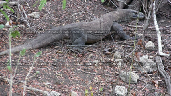 Гигантский варан (Varanus komodoensis), Комодо, Индонезия. Стоковое видео, видеограф Ростислав Агеев / Фотобанк Лори