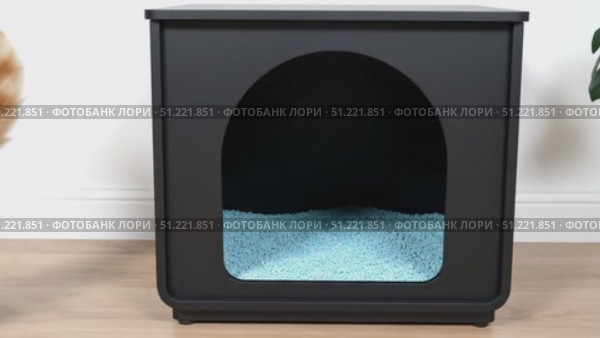Ginger cat investigating sleek black litter box furniture, seamlessly integrating stylish pet solution into contemporary home decor. Стоковое AI-видео, аниматор Юрий Поздников / Фотобанк Лори