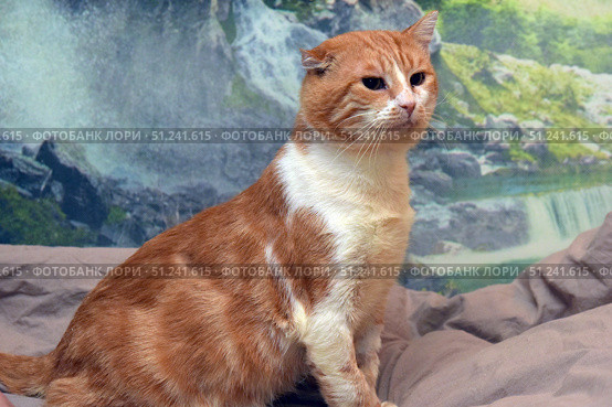 Ginger cat with a white chest and paws. The animal has a large build, powerful paws and the characteristic features of a "yard fighter": slightly broken ears and a stern expression on the face. Despite its serious appearance, the cat looks well-groomed and calm. The background is a home photo shoot with a blanket and photo wallpaper depicting a waterfall and a green landscape. The atmosphere of the frame conveys the dignity and strength of an animal that has lived a difficult life. Стоковое фото, фотограф Анна Кривицкая / Фотобанк Лори