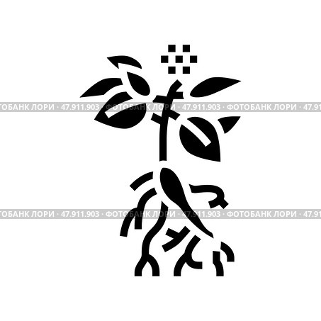 ginseng plant glyph icon vector illustration. Стоковая иллюстрация, иллюстратор Vectorwin / Фотобанк Лори