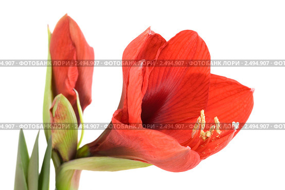 Гиппеаструм (Hippeastrum) Стоковое фото, фотограф Наталья Волкова / Фотобанк Лори