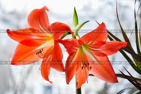 Гиппеаструм красный (Hippeastrum) Стоковое фото, фотограф Алёшина Оксана / Фотобанк Лори
