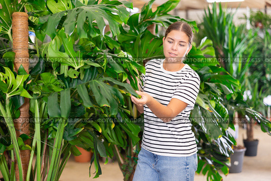 Girl inspects leaf of palm monstera houseplant in store for amateur gardeners. Стоковое фото, фотограф Яков Филимонов / Фотобанк Лори