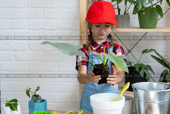 Girl transplants a potted houseplant philodendron into a new soil with drainage. Potted plant care, watering, fertilizing, hand sprinkle the mixture with a scoop and tamp it in a pot. Hobby and environment. Стоковое фото, фотограф Ольга Симонова / Фотобанк Лори