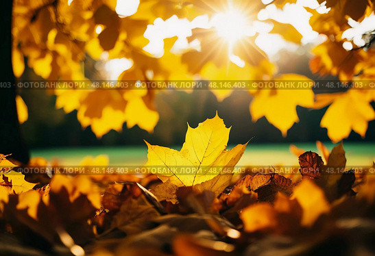 Glorious yellow leaves create a vibrant carpet on the ground, illuminated by golden sunlight filtering through the branches, capturing the serene beauty of an autumn day Generative AI. Стоковое AI-изображение, AI-художник Юлия Петровская / Фотобанк Лори