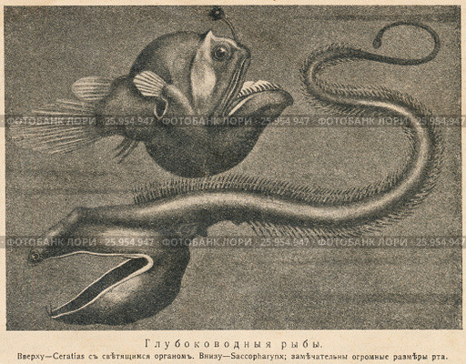 Глубоководные рыбы. Иллюстрация из журнала "Природа и люди", № 18, 1915 год. Стоковая иллюстрация, иллюстратор Макаров Алексей / Фотобанк Лори