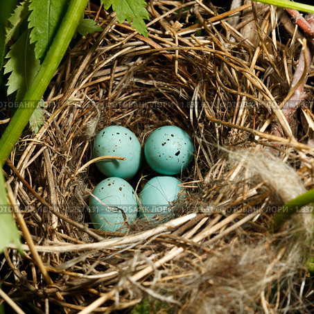Гнездо с яйцами. Чечевица обыкновенная, Carpodacus erythrinus. Стоковое фото, фотограф Василий Вишневский / Фотобанк Лори