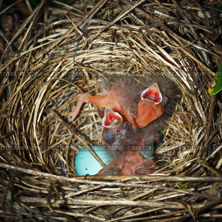Гнездо с яйцами и птенцами. Чечевица обыкновенная, Carpodacus erythrinus. Стоковое фото, фотограф Василий Вишневский / Фотобанк Лори