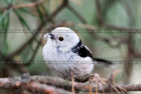 Гнездо. Синица длиннохвостая, Aegithalos caudatus. The nest of the Long-tailed Tit in nature. Стоковое фото, фотограф Василий Вишневский / Фотобанк Лори