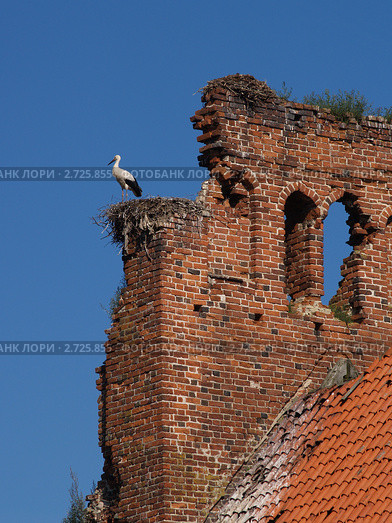 Гнездовье аистов на руинах старой немецкой кирхи. Стоковое фото, фотограф Ирина Борсученко / Фотобанк Лори