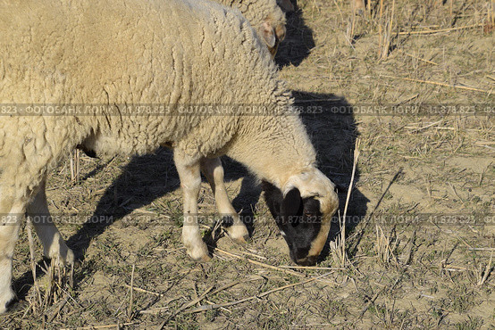 Goats and sheep small horned scones on pasture. Стоковое фото, фотограф Леонид Еремейчук / Фотобанк Лори