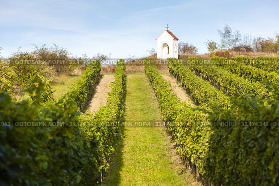 God's torture near Hnanice with vineyard, Southern Moravia, Czech Republic. Стоковое фото, фотограф Richard Semik / Smarterpix / Фотобанк Лори